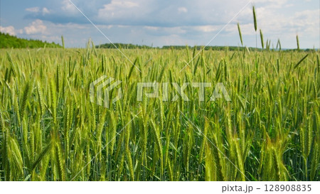 A Vast and Lush Green Wheat Field Spreading Out Beneath a Beautifully Cloudy Sky and Vistas A Vast and Lush Green Wheat Field Spreading Out Beneath a Beautifully Cloudy Sky and Vistas 128908835