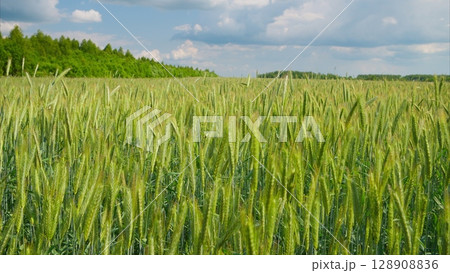 A Beautiful and Vibrant Green Wheat Field Spreading Out Beneath a Cloudy and Overcast Sky 128908836