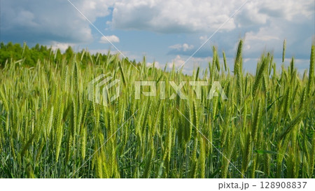 A Lush, Expansive Green Wheat Field Flourishing Under a Beautiful Cloudy Sky Above 128908837