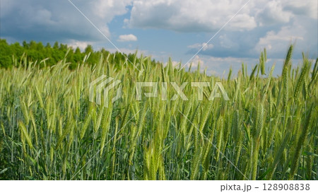 A Beautiful and Lush Wheat Field is Stretching Out Under a Clear and Bright Blue Sky Above A Beautiful and Lush Wheat Field is Stretching Out Under a Clear and Bright Blue Sky Above 128908838