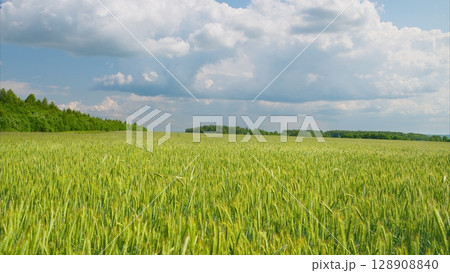 A Lush Green Field Spread Out Beneath a Bright Blue Sky Filled with Fluffy White Clouds 128908840