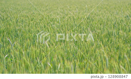 A Stunningly Beautiful and Vibrant Green Field Extending All the Way Under a Clear Blue Sky 128908847