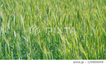 A Lush and Vibrant Green Wheat Field Bathed in Bright Sunlight Beneath a Clear Sky A Lush and Vibrant Green Wheat Field Bathed in Bright Sunlight Beneath a Clear Sky 128908849