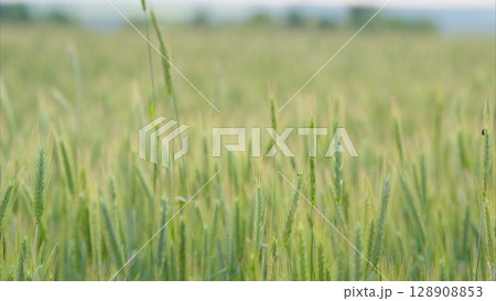 A Beautiful Lush Green Wheat Field Under a Clear Blue Sky During the Warm Summer Months 128908853