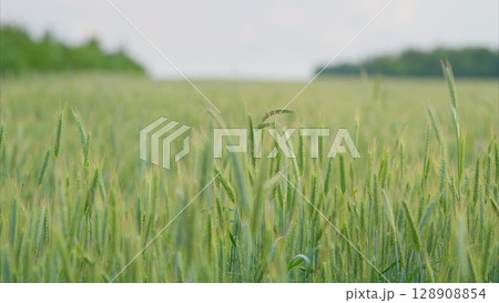 A Vibrant Lush Green Wheat Field Flourishing Under a Clear Blue Sky, Full of Beauty and Serenity 128908854