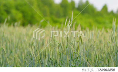 A Beautiful Lush Green Wheat Field Under a Bright Blue Sky That Looks Picturesque A Beautiful Lush Green Wheat Field Under a Bright Blue Sky That Looks Picturesque 128908856
