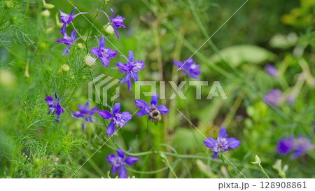 Vivid and Beautiful Purple Wildflowers Flourishing in Natures Scenic Surroundings 128908861