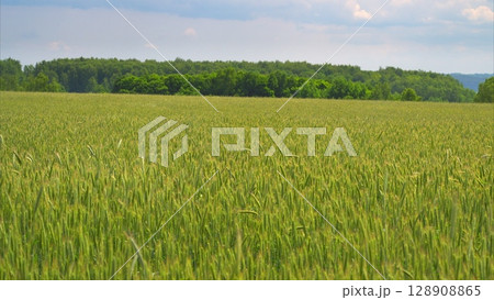 A Beautiful Lush Green Wheat Field Found Beneath a Bright and Clear Blue Sky Above 128908865
