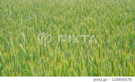A Beautiful and Lush Green Field, Radiantly Illuminated by the Warm Embrace of Sunlight A Beautiful and Lush Green Field, Radiantly Illuminated by the Warm Embrace of Sunlight 128908870