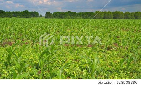 A Vast and Lush Green Cornfield Sprawling Beneath a Beautifully Cloudy Sky Above A Vast and Lush Green Cornfield Sprawling Beneath a Beautifully Cloudy Sky Above 128908886