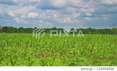 A Beautiful Lush Green Agricultural Field Scenically Set Under a Cloudy Sky Above A Beautiful Lush Green Agricultural Field Scenically Set Under a Cloudy Sky Above 128908888