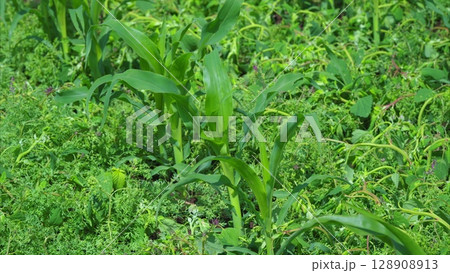 The green corn planting scene shows a vibrant, productive agricultural landscape The green corn planting scene shows a vibrant, productive agricultural landscape 128908913