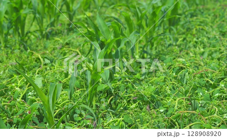 A lush green corn field thriving, surrounded by rich ground cover and abundant life A lush green corn field thriving, surrounded by rich ground cover and abundant life 128908920