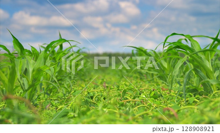 A Vast and Lush Green Cornfield Positioned Beneath a Bright Blue Sky Filled with Sunshine A Vast and Lush Green Cornfield Positioned Beneath a Bright Blue Sky Filled with Sunshine 128908921