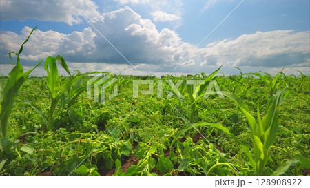 Vibrant and Lush Green Crop Field Sprawling Under a Bright Blue Sky and Fluffy Clouds Vibrant and Lush Green Crop Field Sprawling Under a Bright Blue Sky and Fluffy Clouds 128908922