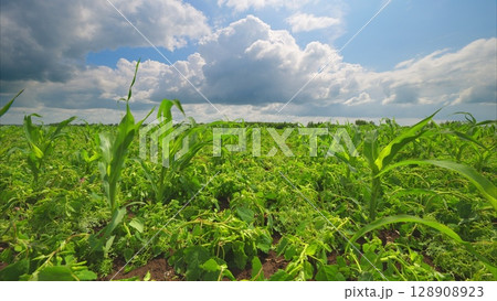 Expansive Lush Green Fields Stretching Beneath a Bright Blue Sky Filled with Fluffy Clouds Expansive Lush Green Fields Stretching Beneath a Bright Blue Sky Filled with Fluffy Clouds 128908923