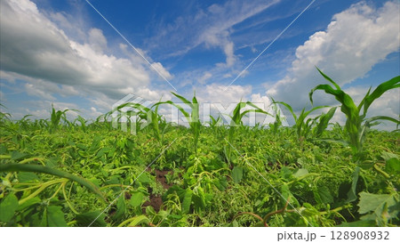 A Vibrant and Colorful Crop Field Stretching Under a Bright Blue Sky Filled with Clouds A Vibrant and Colorful Crop Field Stretching Under a Bright Blue Sky Filled with Clouds 128908932