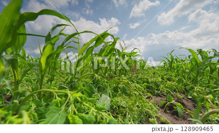 A Lush Green Field Spread Out Beautifully Under a Bright and Clear Sky That Stretches Above 128909465