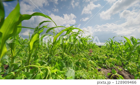 A Vibrant Green Cornfield Stretching Under a Dramatic Cloudy Sky in Full Bloom and Growth 128909466