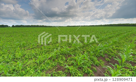 A Vibrant Green Crop Field Flourishing Under Dramatic and Beautiful Clouds in the Sky A Vibrant Green Crop Field Flourishing Under Dramatic and Beautiful Clouds in the Sky 128909471