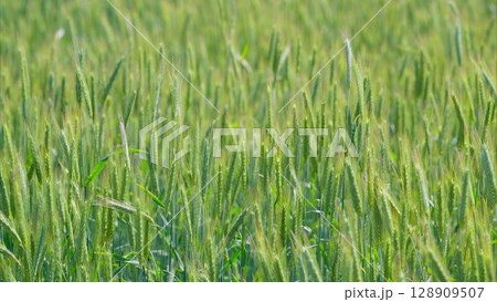 A Lush Green Wheat Field Flourishing Under the Bright and Warm Sunlight of Daytime A Lush Green Wheat Field Flourishing Under the Bright and Warm Sunlight of Daytime 128909507