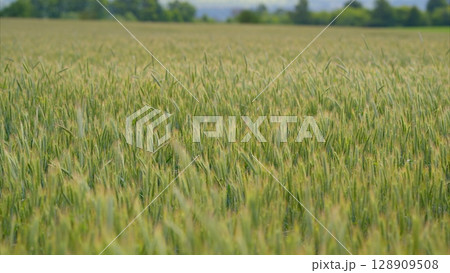 A Vast and Lush Wheat Field Flourishing in Full Bloom Beneath Bright and Clear Skies A Vast and Lush Wheat Field Flourishing in Full Bloom Beneath Bright and Clear Skies 128909508