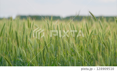 A Lush Green Wheat Field Flourishing Under Bright Sunlight on a Beautiful Sunny Day A Lush Green Wheat Field Flourishing Under Bright Sunlight on a Beautiful Sunny Day 128909510