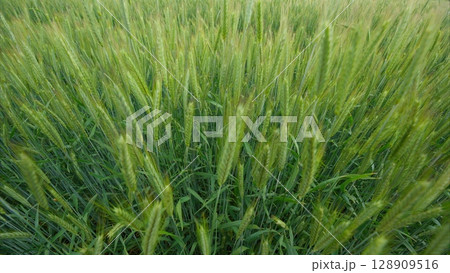 A Beautifully Lush Green Wheat Field That Is Completely Ready for Harvesting Soon 128909516