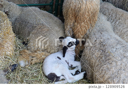 Small lamb inside barn Small lamb inside barn 128909526