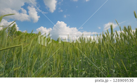 A Beautiful Lush Green Field Spreading Out...の写真素材 [128909530] - PIXTA