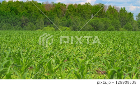 A Picturesque Lush Green Corn Field Stretching Out Under the Bright Blue Sky Above A Picturesque Lush Green Corn Field Stretching Out Under the Bright Blue Sky Above 128909539