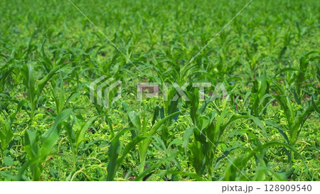 A Lush and Vibrant Cornfield Thriving Under Bright and Warm Sunlight on a Beautiful Day A Lush and Vibrant Cornfield Thriving Under Bright and Warm Sunlight on a Beautiful Day 128909540