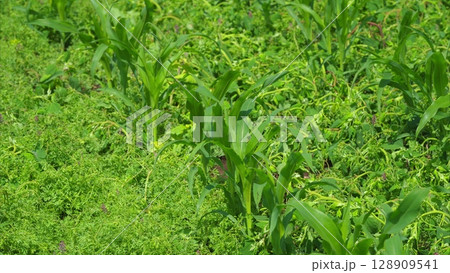 A Beautiful Lush Green Crop Field Thriving with Flourishing and Vibrant Vegetation A Beautiful Lush Green Crop Field Thriving with Flourishing and Vibrant Vegetation 128909541