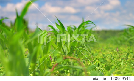 A Lush Green Cornfield Flourishing Under Bright and Sunny Skies in the Wonderful Outdoors 128909546