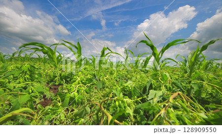 A Beautiful Lush Green Field Sprawling Beneath a Bright and Clear Blue Sky Above A Beautiful Lush Green Field Sprawling Beneath a Bright and Clear Blue Sky Above 128909550