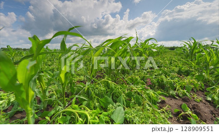 A Beautiful, Lush Green Cornfield Set Against a Dramatically Stunning Sky Filled with Clouds A Beautiful, Lush Green Cornfield Set Against a Dramatically Stunning Sky Filled with Clouds 128909551