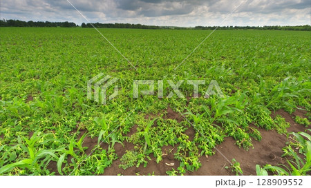 A Beautiful and Lush Green Crop Field Flourishing Gracefully Under a Dramatic Cloudy Sky Above 128909552