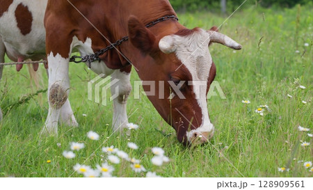 A Cow Grazing Peacefully in a Lush Green Meadow Filled with Beautiful Daisies and Flora A Cow Grazing Peacefully in a Lush Green Meadow Filled with Beautiful Daisies and Flora 128909561