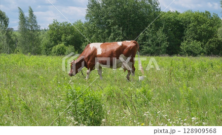 A Grazing Cow is peacefully situated in a Lush Green Field Beneath a Beautiful Blue Sky A Grazing Cow is peacefully situated in a Lush Green Field Beneath a Beautiful Blue Sky 128909568