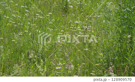 A Vibrant Wildflower Meadow Absolutely in Full Bloom and Showcasing Natures Beauty 128909570