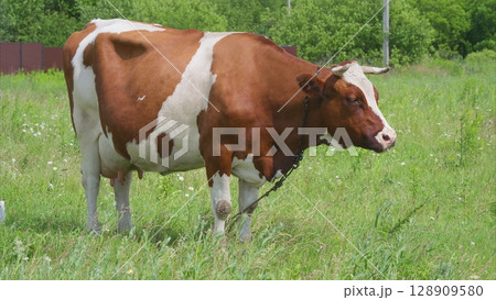 A Curious Cow Grazing Peacefully in a Beautiful, Lush Green Pasture Under a Bright Sunny Sky A Curious Cow Grazing Peacefully in a Beautiful, Lush Green Pasture Under a Bright Sunny Sky 128909580
