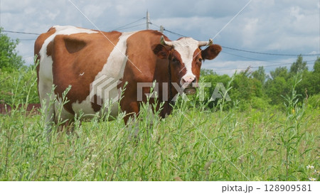 A beautiful cow peacefully grazing in a lush green field beneath a cloudy sky full of charm A beautiful cow peacefully grazing in a lush green field beneath a cloudy sky full of charm 128909581
