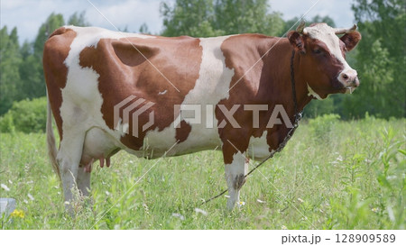 A Brown and White Cow Grazing in a Beautiful Green Field Under the Bright Sunlight 128909589