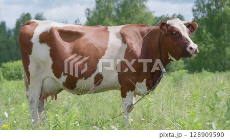 A Beautiful Dairy Cow Gracefully Grazing in a Lush and Green Pasture on a Sunny and Warm Day 128909590