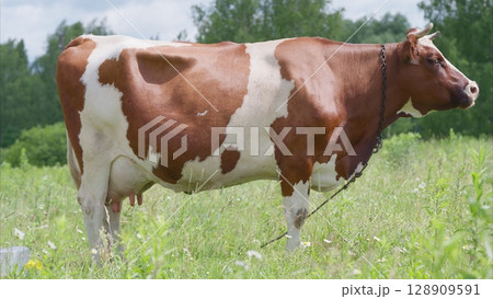 A Beautiful Cow Grazing Gracefully in Lush Green Fields Filled with Vibrant Wildflowers 128909591