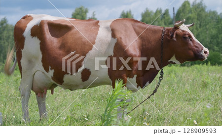 A beautiful Brown and White Cow peacefully Grazing in a Lush Green Field under the Bright Blue Sky 128909593