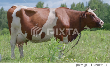 A beautiful Brown and White Cow is happily Grazing in a Lush Green Field full of grass and sunshine A beautiful Brown and White Cow is happily Grazing in a Lush Green Field full of grass and sunshine 128909594