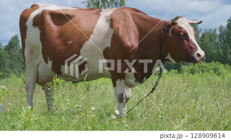 A Rustic Cow Grazing Gracefully in a Lush Green Meadow Surrounded by Natures Beauty A Rustic Cow Grazing Gracefully in a Lush Green Meadow Surrounded by Natures Beauty 128909614