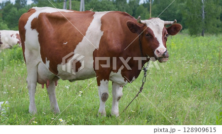 A Beautiful Brown and White Cow Grazing Peacefully in a Wide Open Field of Green Grass A Beautiful Brown and White Cow Grazing Peacefully in a Wide Open Field of Green Grass 128909615