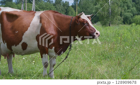 A mature brown and white cow peacefully grazing in a lush, green meadow, full of life 128909678